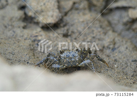白良浜のカニの写真素材