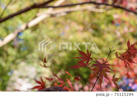 飯高檀林　紅葉 73115294
