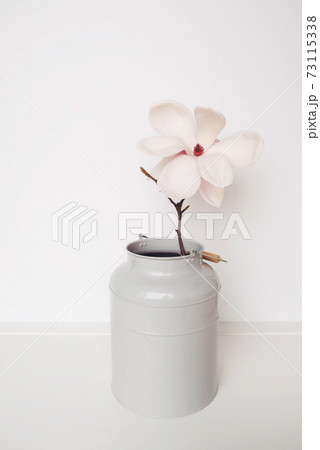 Beautiful fresh white magnolia flowers in full bloom in vase on white background. 73115338