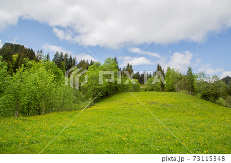 A green meadow, forest and blue sky A green meadow, forest and blue sky 73115348