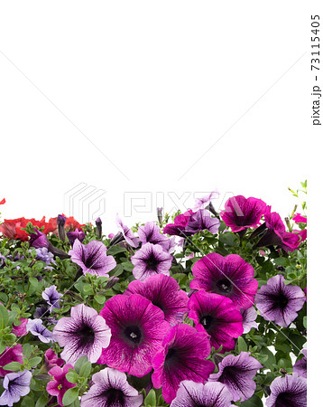Petunia flowers isolated on a white background for writing text. Petunia flowers isolated on a white background for writing text. 73115405