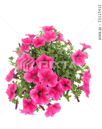 Petunia flowers in a circle isolated on white background. 73115412