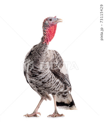 Gray turkey isolated on white background. Gray turkey isolated on white background. 73115429