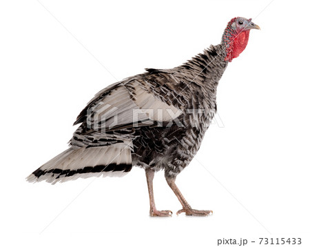 Gray turkey isolated on white background. 73115433