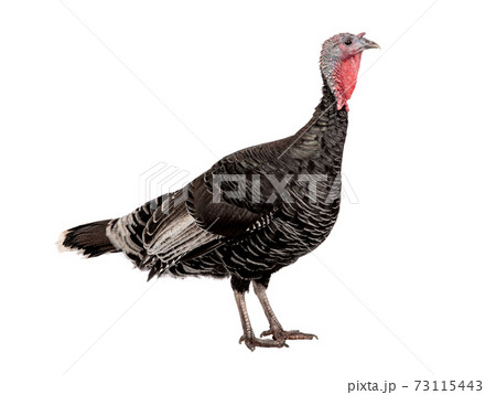 female black turkey isolated on white background. female black turkey isolated on white background. 73115443