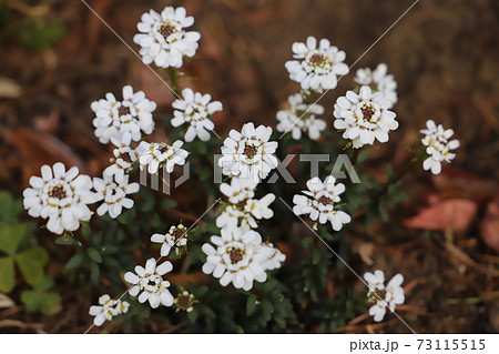 冬の花壇に咲くイベリスの白い花の写真素材
