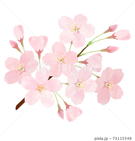 Sakura Sakura Sakura Branch Of Cherry Blossom Stock Illustration