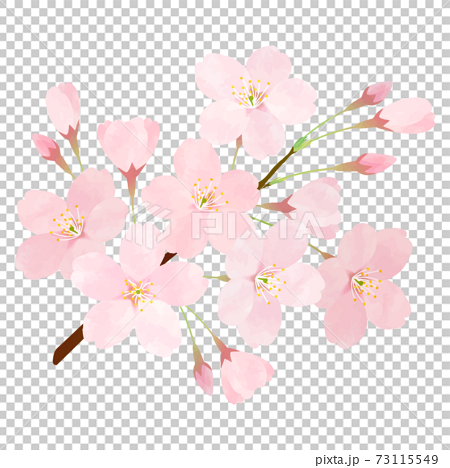 桜 さくら サクラ 桜の枝 ソメイヨシノ 73115549