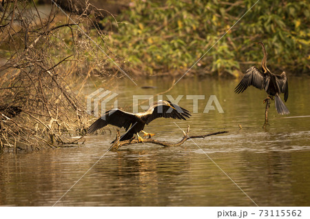 Oriental darter or Indian darter portrait basking in sun with full wingspan at keoladeo ghana national park or bharatpur bird sanctuary bharatpur rajasthan india - anhinga melanogaster Oriental darter or Indian darter portrait basking in sun with full wingspan at keoladeo ghana national park or bharatpur bird sanctuary bharatpur rajasthan india - anhinga melanogaster 73115562