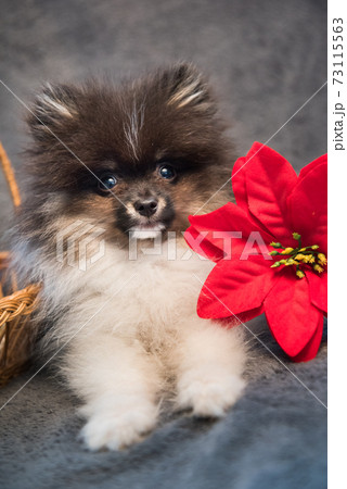 Pomeranian Spitz dog puppy and flower on Christmas or New Year Pomeranian Spitz dog puppy and flower on Christmas or New Year 73115563