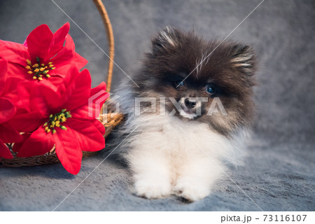 Pomeranian Spitz dog puppy and flower on Christmas or New Year 73116107
