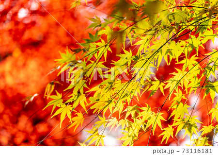 龍安寺 龍安寺 73116181