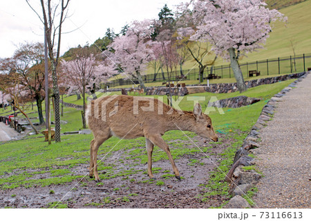 【奈良】春の若草山 麓の桜と自由気ままに歩く鹿 【奈良】春の若草山 麓の桜と自由気ままに歩く鹿 73116613