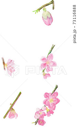 桃の花のイラスト素材