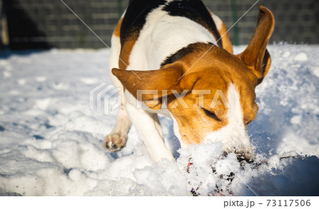 A picture of a fast Beagle hound running on the snow fetching a dog toy. 73117506