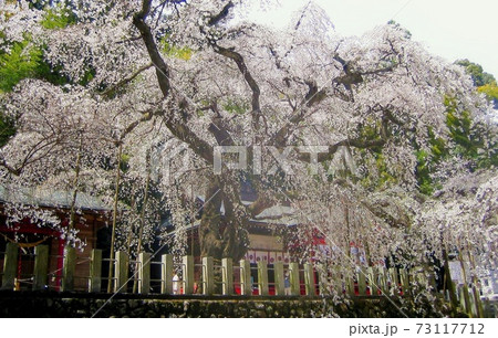桜　しだれ桜　小川諏訪神社　シダレザクラ 73117712