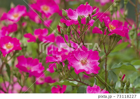 薔薇園にピンク色と白色の薔薇の花が咲いています このバラの名前はロージーカーペットです の写真素材