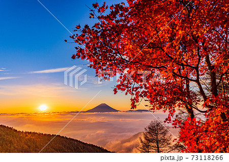(山梨県)櫛形山の紅葉 大雲海に浮かぶ富士山 日の出 (山梨県)櫛形山の紅葉 大雲海に浮かぶ富士山 日の出 73118266