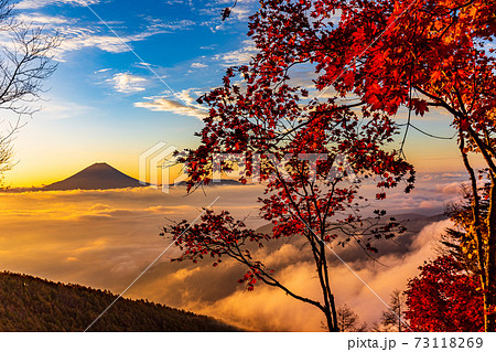 山梨県 櫛形山の紅葉 大雲海に浮かぶ富士山 日の出の写真素材