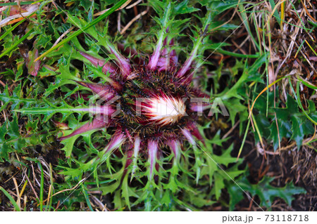 Cirsium vulgare, Spear thistle, Bull thistle, Common thistle, short lived thistle plant with spine tipped winged stems and leaves, pink purple flower heads, selective focus. 73118718