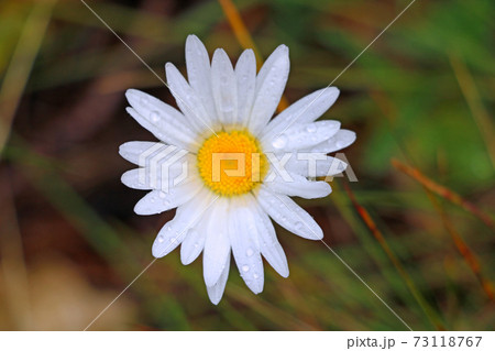 Green grasshopper on meadow marguerite as close up in summer. Out of focus. 73118767