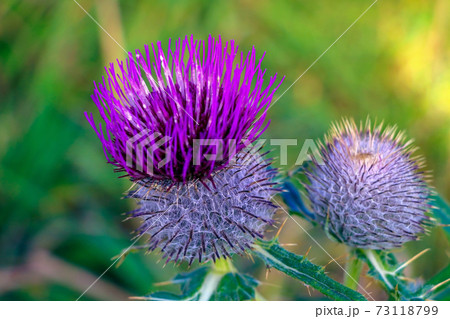 Spear Thistle. Cirsium vulgare in the garden. Selective focus. 73118799