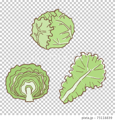 線画　野菜　レタスのベクターイラストセット 73118839