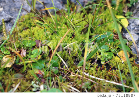 View of beautiful mountain vegetation on a rainy autumn morning. Selective focus. 73118987