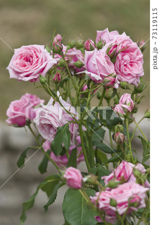 薔薇園にピンク色の薔薇の花が咲いています このバラの名前はジーン バーナーです の写真素材