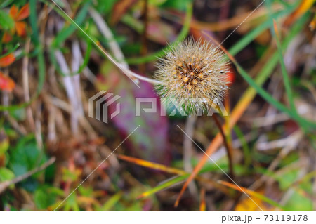 View of beautiful mountain vegetation on a rainy autumn morning. Selective focus. 73119178
