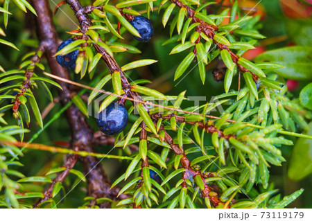 Juniper Berry Essential Oil, green nature, selective focus. 73119179