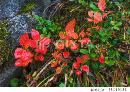 View of beautiful mountain vegetation on a rainy autumn morning. Selective focus. View of beautiful mountain vegetation on a rainy autumn morning. Selective focus. 73119181