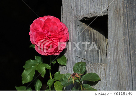 Red Rose on the Branch in the Garden. Red Rose on the Branch in the Garden. 73119240