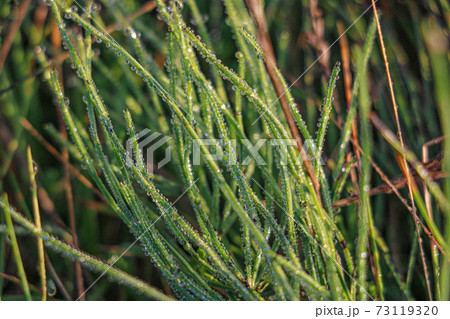 Soft light falls on bushes with spider webs in the early morning, selective focus. Soft light falls on bushes with spider webs in the early morning, selective focus. 73119320