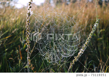 After the rain, the hidden beauty of this cobweb appears. Selective focus. 73119351