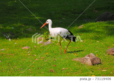 A white stork is walking on green grass and looking for food. 73119406