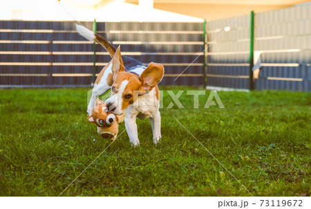 A picture of a fast Beagle hound running on grass fetching a dog toy. 73119672