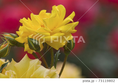 薔薇園に黄色い薔薇の花が咲いています このバラの名前はゴールドマリー84です の写真素材