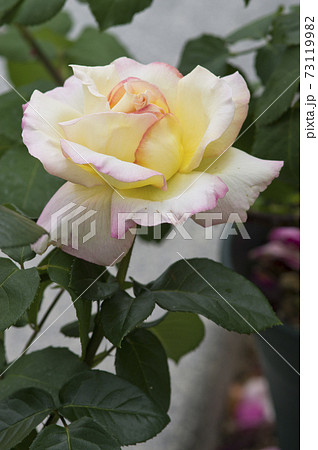薔薇園にピンク色と白色のバラの花が満開です このバラの名前はピースです の写真素材