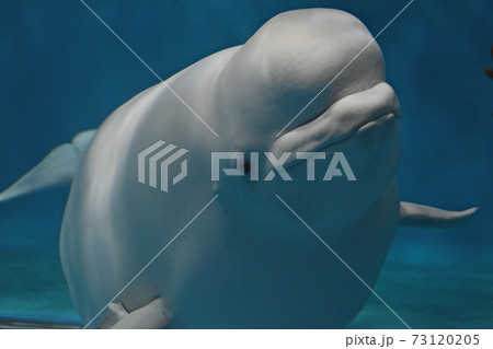 シロイルカ ベルーガ アクアス 島根 シロイルカ ベルーガ アクアス 島根 73120205