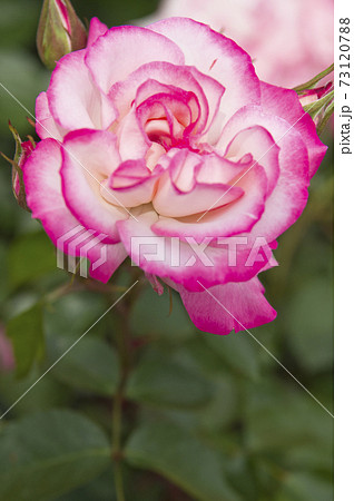 薔薇園にピンク色と白色の薔薇の花が咲いています。このバラの名前はニコールです。 73120788