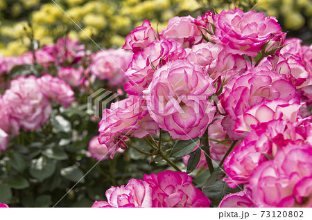 薔薇園にピンク色と白色の薔薇の花が咲いています このバラの名前はニコールです の写真素材