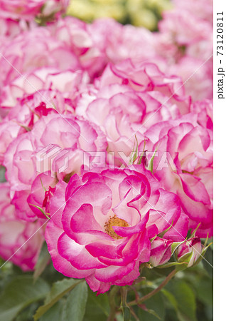 薔薇園にピンク色と白色の薔薇の花が咲いています このバラの名前はニコールです の写真素材