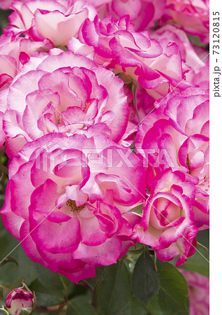 薔薇園にピンク色と白色の薔薇の花が咲いています。このバラの名前はニコールです。 薔薇園にピンク色と白色の薔薇の花が咲いています。このバラの名前はニコールです。 73120815