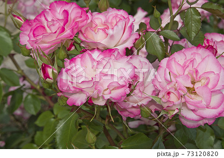 薔薇園にピンク色と白色の薔薇の花が咲いています このバラの名前はニコールです の写真素材 7310