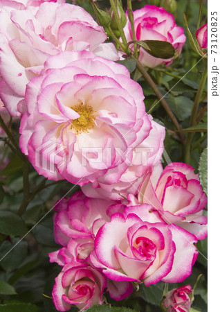 薔薇園にピンク色と白色の薔薇の花が咲いています このバラの名前はニコールです の写真素材 7315