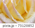 バラ 73120852