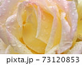 バラ 73120853