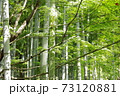 竹林 73120881