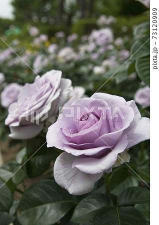薔薇園に紫色のバラが咲いています このバラの名前はブルーバリューです の写真素材